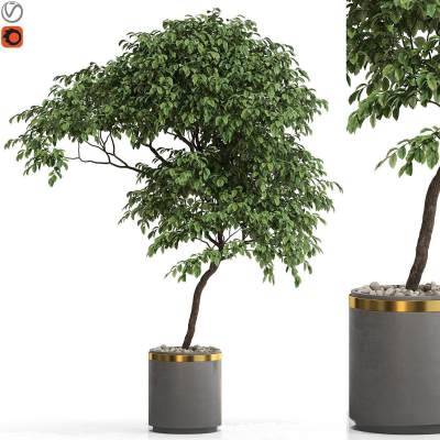 植物盆栽-5